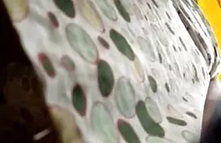 ឈ្លបយកការណ៍វឺដ្យីស