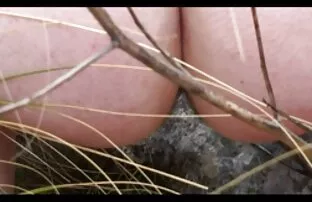 គូទសក់ធំនៅខាងក្រៅ