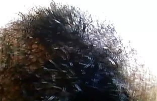 ក្មេងស្ទាវមានរោម ៥
